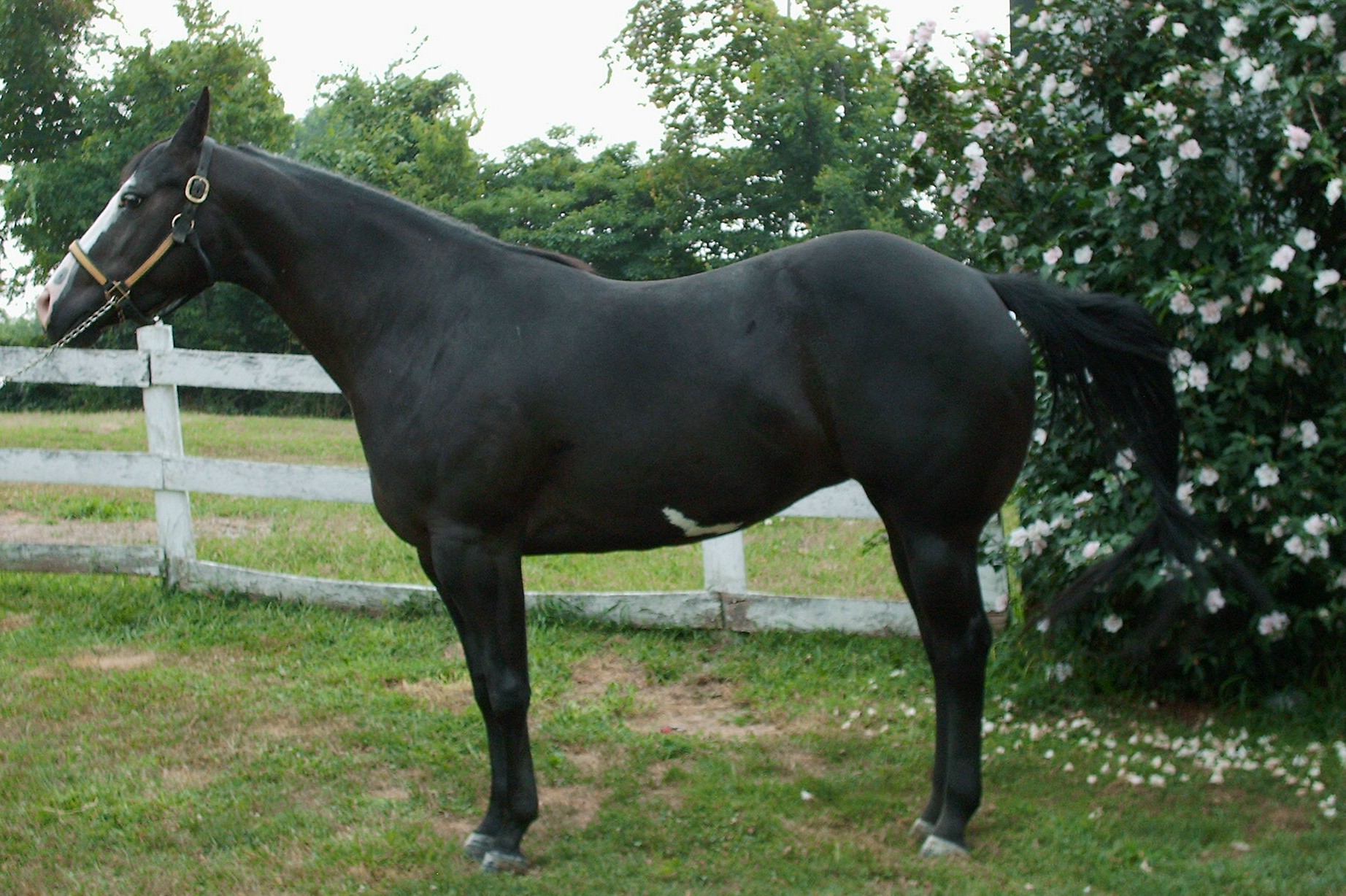 remy 8072
